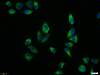 CD44v4 Rabbit Polyclonal Antibody