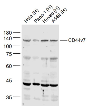 CD44v7 Rabbit Polyclonal Antibody