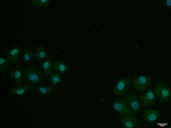 Phospho-CDK1 (Thr14) Rabbit Polyclonal Antibody