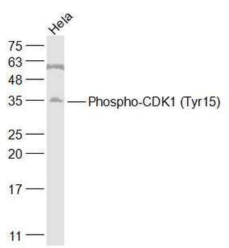 Phospho-CDK1 (Tyr15) Rabbit Polyclonal Antibody