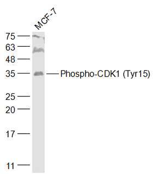 Phospho-CDK1 (Tyr15) Rabbit Polyclonal Antibody