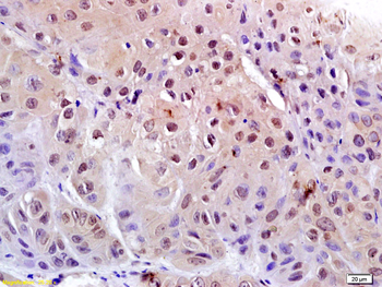 Phospho-CDK1 (Tyr15) Rabbit Polyclonal Antibody