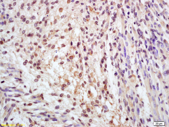 Phospho-CDK1 (Tyr15) Rabbit Polyclonal Antibody