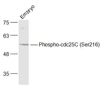 Phospho-cdc25C (Ser216) Rabbit Polyclonal Antibody