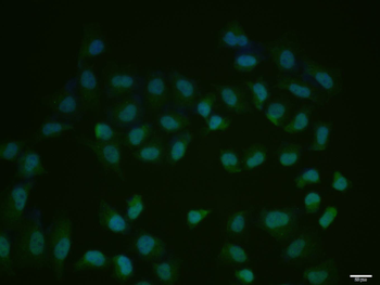 Phospho-cdc25C (Thr48) Rabbit Polyclonal Antibody