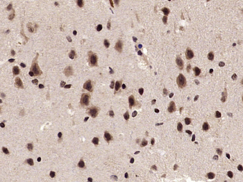 Phospho-cdc25C (Thr48) Rabbit Polyclonal Antibody