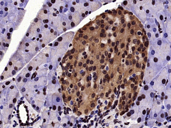 Phospho-cdc25C (Thr48) Rabbit Polyclonal Antibody