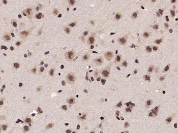 Phospho-cdc25C (Thr48) Rabbit Polyclonal Antibody