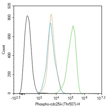 Phospho-cdc25A (Thr507) Rabbit Polyclonal Antibody