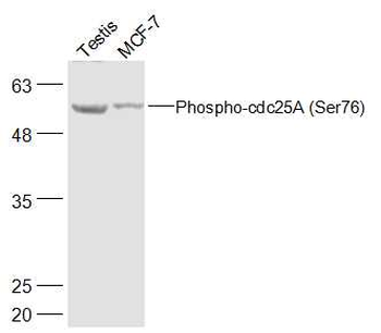 Phospho-cdc25A (Ser76) Rabbit Polyclonal Antibody
