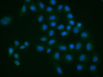 CDK11 Rabbit Polyclonal Antibody