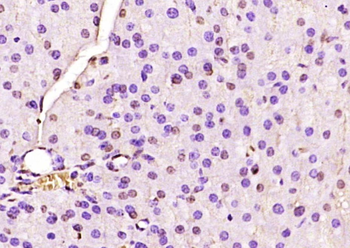 Phospho-p57 Kip2 (Thr310) Rabbit Polyclonal Antibody