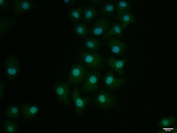 Phospho-CEBP alpha (Ser21) Rabbit Polyclonal Antibody