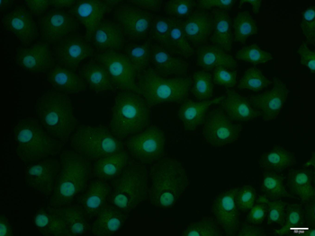 Phospho-CEBP alpha (Ser21) Rabbit Polyclonal Antibody