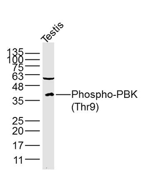 Phospho-PBK (Thr9) Rabbit Polyclonal Antibody