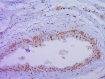 Phospho-c-Fos (Thr325) Rabbit Polyclonal Antibody