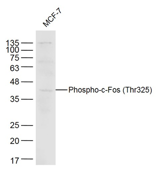 Phospho-c-Fos (Thr325) Rabbit Polyclonal Antibody