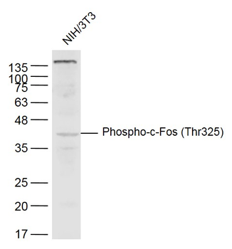 Phospho-c-Fos (Thr325) Rabbit Polyclonal Antibody