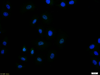 Phosphos-PCNA (Tyr211) Rabbit Polyclonal Antibody