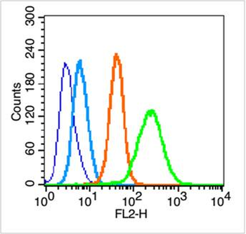 CK18 Rabbit Polyclonal Antibody