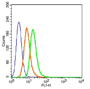 Cytokeratin 19 Rabbit Polyclonal Antibody