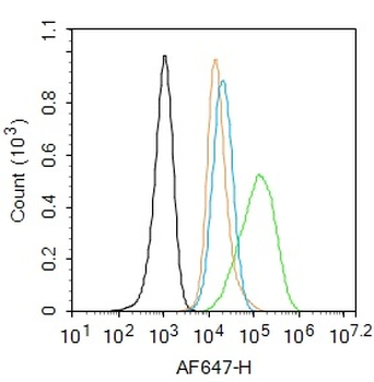Cytokeratin 19 Rabbit Polyclonal Antibody