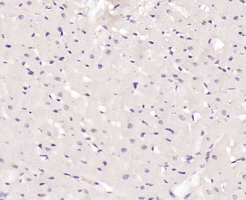 Crkl Rabbit Polyclonal Antibody