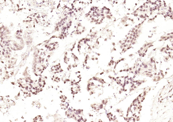 Phospho-Crkl (Tyr251) Rabbit Polyclonal Antibody