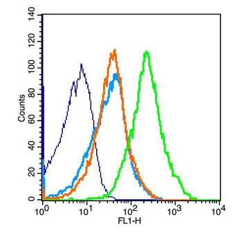 CLEC2D Rabbit Polyclonal Antibody