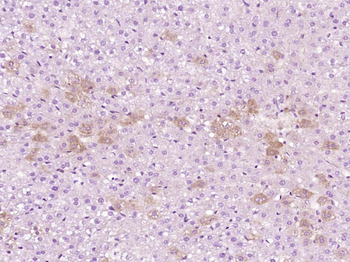 Phospho-Cofilin (Ser3) Rabbit Polyclonal Antibody