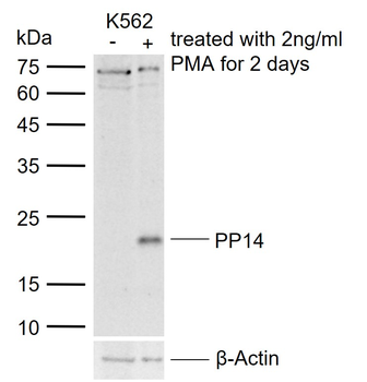 PP14 Rabbit Polyclonal Antibody