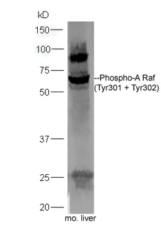 Phospho-A Raf (Tyr301 + Tyr302) Rabbit Polyclonal Antibody