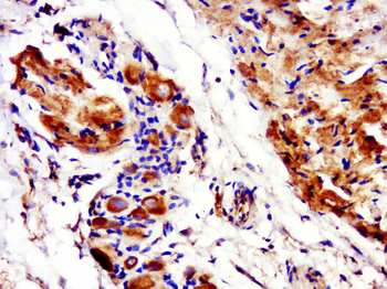 Phospho-Connexin 43 (Ser368) Rabbit Polyclonal Antibody