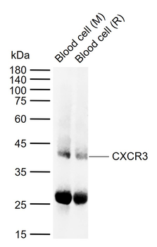 CXCR3 Rabbit Polyclonal Antibody