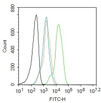Phospho-Cyclin B1 (Ser147) Rabbit Polyclonal Antibody