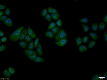 Phospho-Cyclin B1 (Ser133) Rabbit Polyclonal Antibody