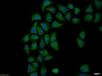 Phospho-Cyclin B1 (Ser126) Rabbit Polyclonal Antibody