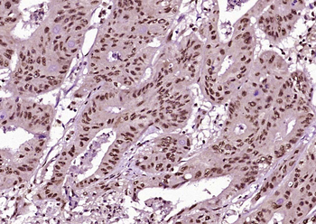 Phospho-Cyclin B1 (Ser126) Rabbit Polyclonal Antibody