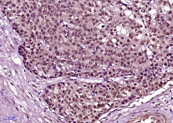 Phospho-Cyclin B1 (Ser126) Rabbit Polyclonal Antibody