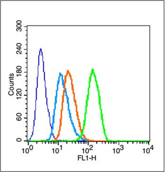 Phospho-Cyclin E1 (Thr77) Rabbit Polyclonal Antibody