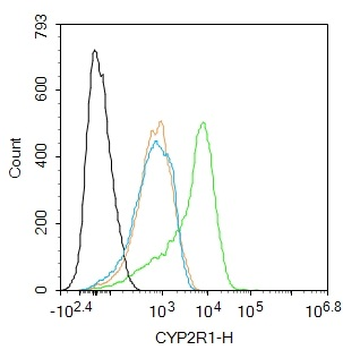 CYP2R1 Rabbit Polyclonal Antibody