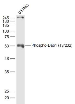 Phospho-Dab1 (Tyr232) Rabbit Polyclonal Antibody