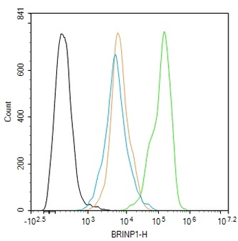 BRINP1 Rabbit Polyclonal Antibody