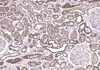 BRINP1 Rabbit Polyclonal Antibody