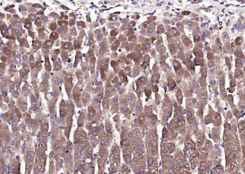 BRINP1 Rabbit Polyclonal Antibody