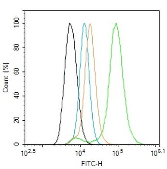 Phospho-Doublecortin (Ser47) Rabbit Polyclonal Antibody