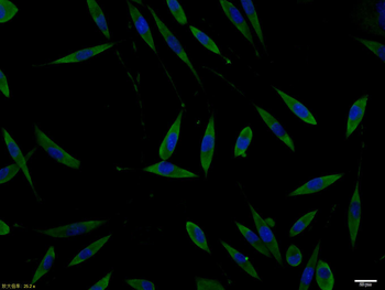 Phospho-Doublecortin (Ser47) Rabbit Polyclonal Antibody