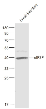 EIF3F Rabbit Polyclonal Antibody