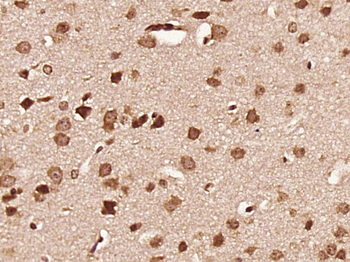 Endo G Rabbit Polyclonal Antibody