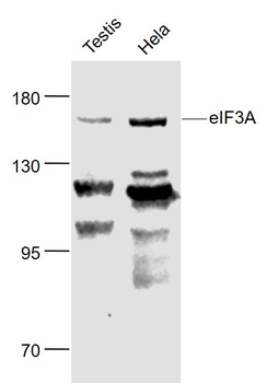 EIF3A Rabbit Polyclonal Antibody